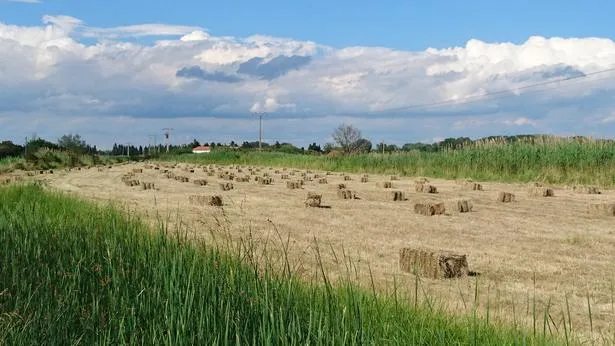 Arles Lices – Abeilles Assurances