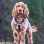 SULLY Accueil, En formation – Eloyes et Remiremont