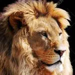 Arnaud WILLEM, Agent Général – Vernon